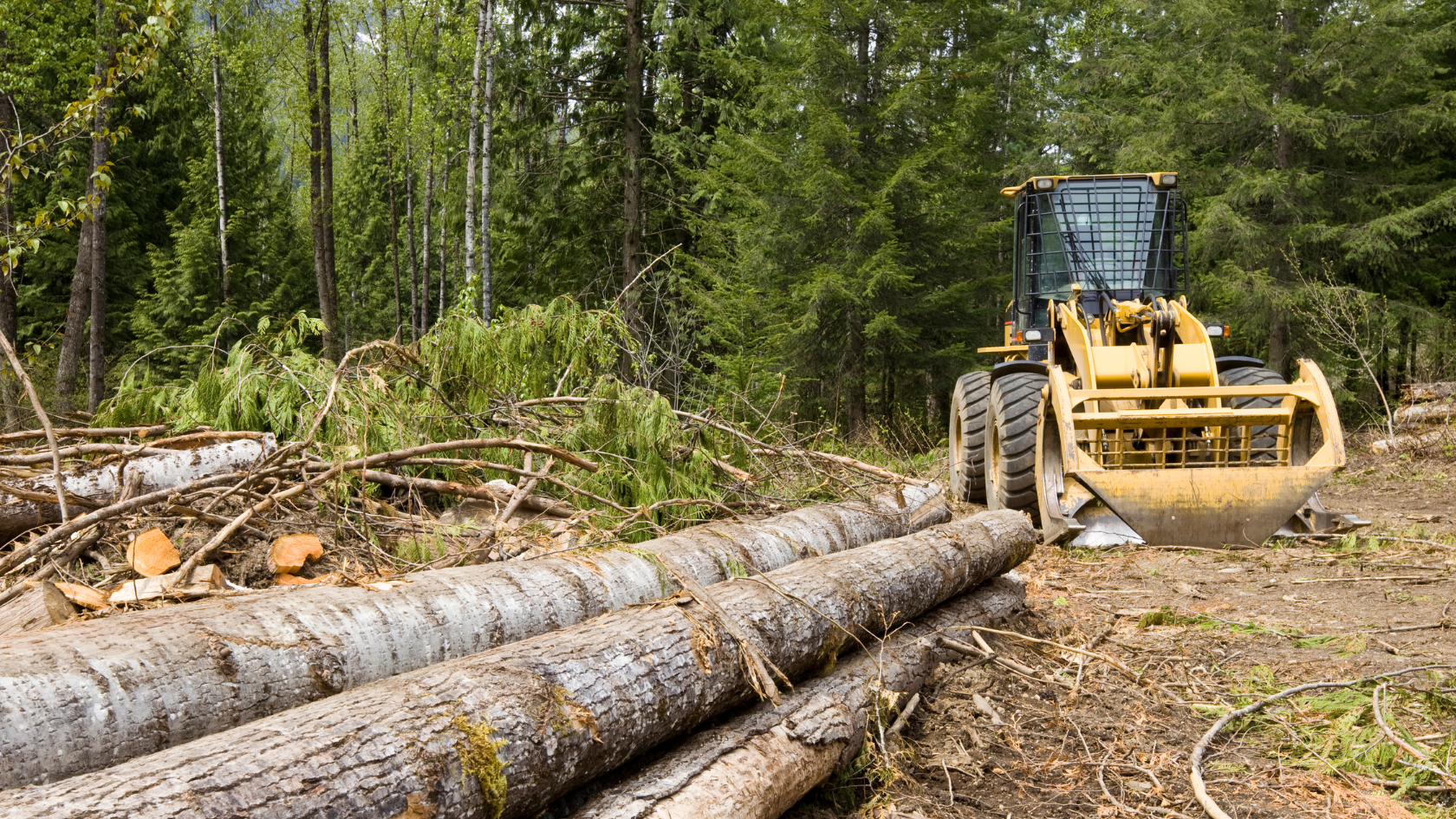 A bulldozer in the middle of a forest clearing